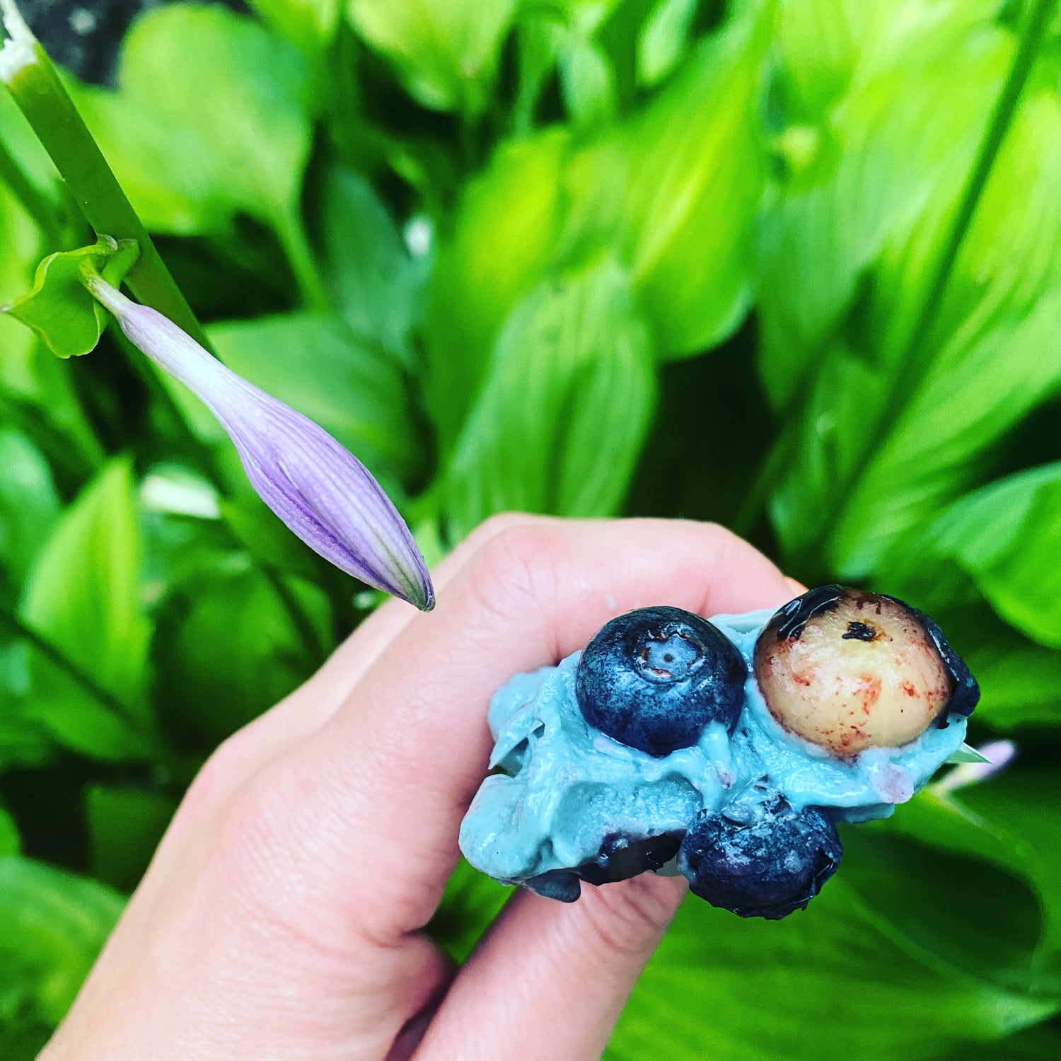 Blueberries and Cream Broth Pop